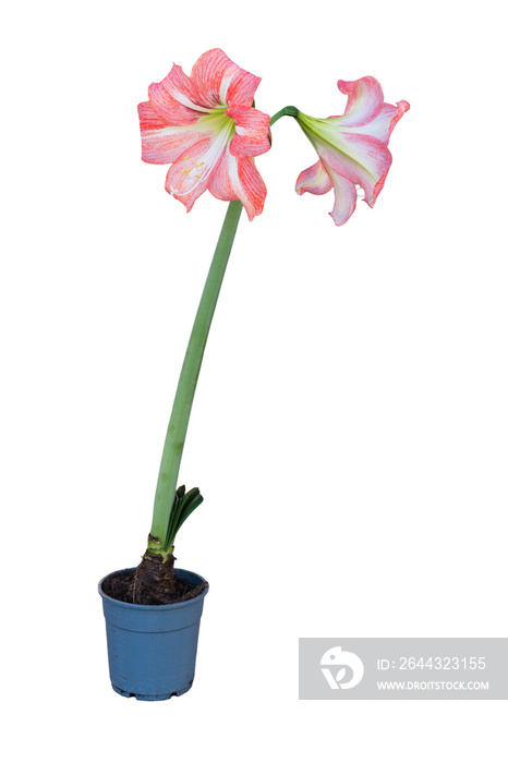 Cut out lilies flowers plant in a pot, home decoration isolated