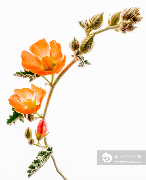 Rusby’s desert-mallow, Rusby’s globemallow, sphaeralcea rusbyi, on white background, Mojave National Preserve, California