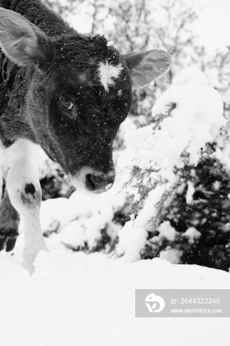 Young calf in winter snow close up for black and white cow portrait.