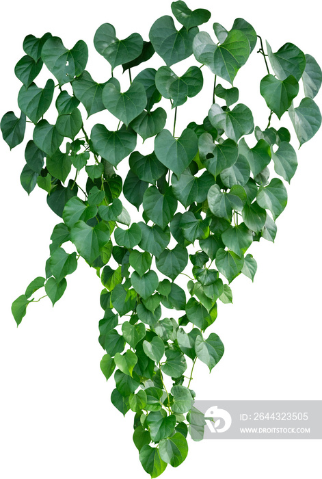 Vine plant, green leaves