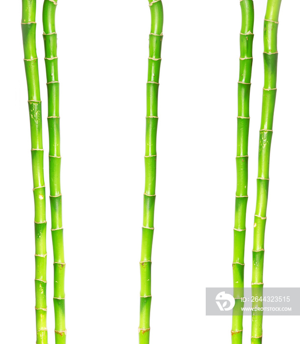 Bamboo isolated on a white background