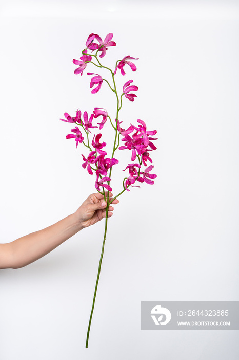 burgundy orchid flower in hand on a white background