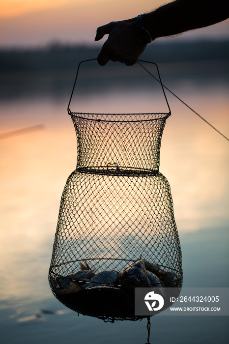 Fishing, raw freshwater fish in the net for the catch.