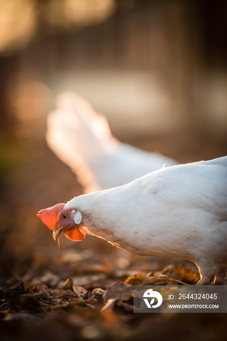 Hens in a farmyard (Gallus gallus domesticus)