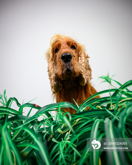 dog in grass