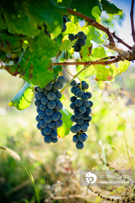 red grape cabernet sauvignon in winery farm ready to harvest