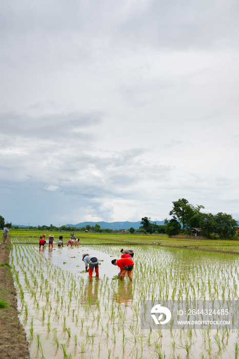 Farmers are planting rice in the farm.Farmers bend to grow rice.