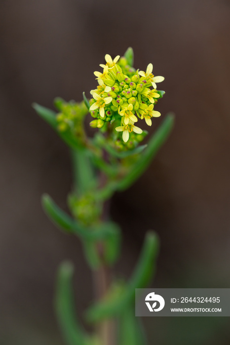 Macrophotographie de fleur sauvage - Caméline - Myagrum perfoliatum