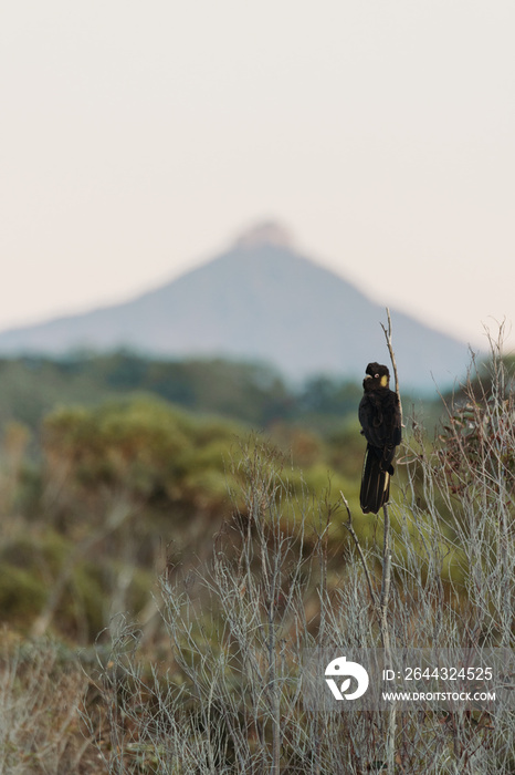 Yellow Tailed Black Cockatoo in Australia