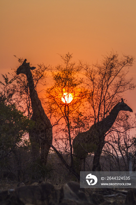 Giraffe in Kruger National park, South Africa