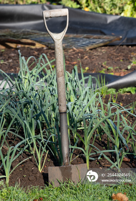 Garden spade standing in the ground at an allotment in Wells, Somerset UK