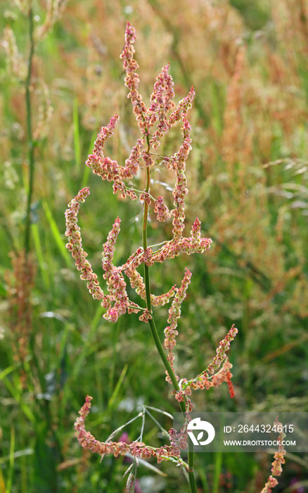 spontaneous herb called sorrel or Rumex Acetosa