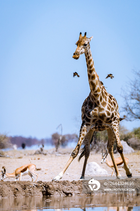 Giraffe