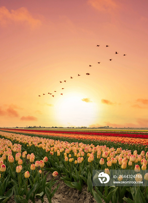 Tulip field, Noord-Holland Province, The Netherlands