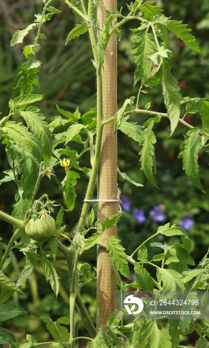 Piquet bois pour plant de tomate