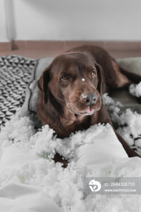 vertical photo of a dog sticking out his tongue after breaking a cushion. he has pieces of the cushion in his nose and there are pieces everywhere