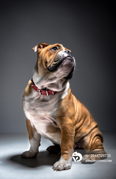 Cute English bulldog pup in the studio