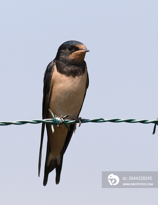 Golondrina común