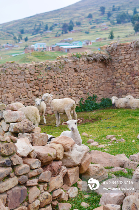 Flock of sheep in the countryside.