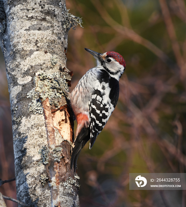 White-backed woodpecker (Dendrocopos leucotos) male searching for food in the forest.