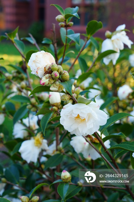 A white camellia japonica flower in bloom