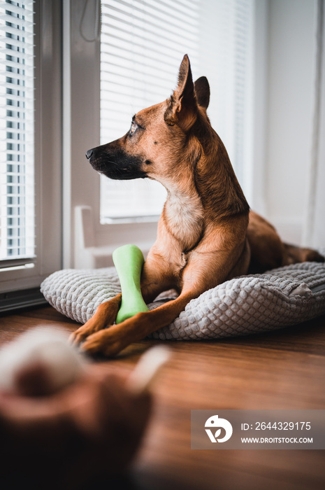 Brown dog in the house. Brown dog playing with green toy. Brown dog portrait.