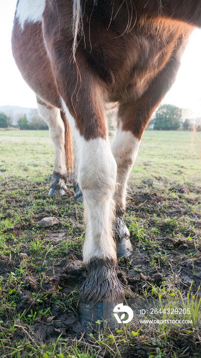 Patas de caballo marrón y blanco