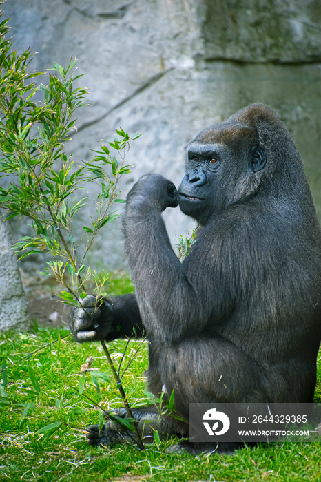 Mother, huge and powerful gorilla, natural environment, huge gorilla eating plants quietly