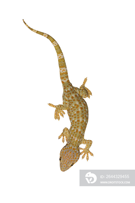 Tokay, Gecko, Calling gecko isolate white