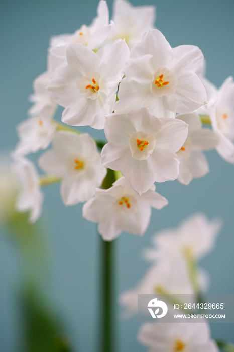 White paperwhite narcissus bulb flowers forced in winter