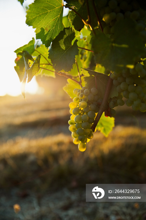 Vin et vigne de Loire