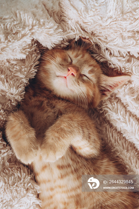 Cute ginger kitten sleeps