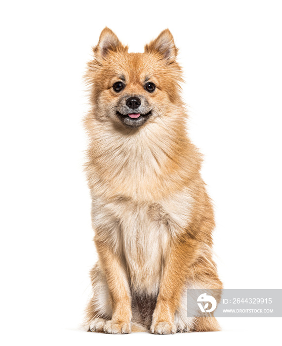 Sitting of a Pomeranian, isolated on white