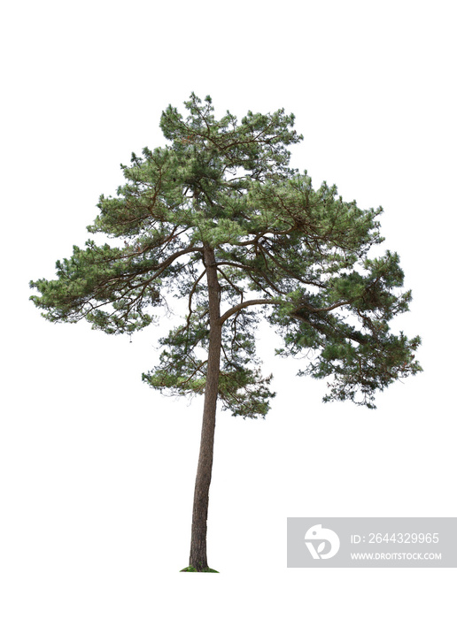 Pine tree isolated on white background. This has clipping path