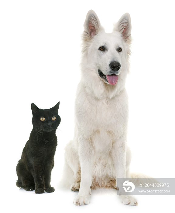 White Swiss Shepherd Dog and black cat