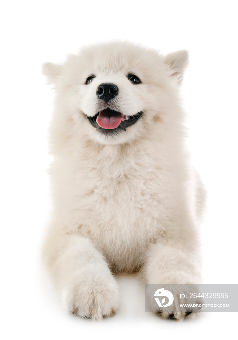 puppy samoyed dog in studio