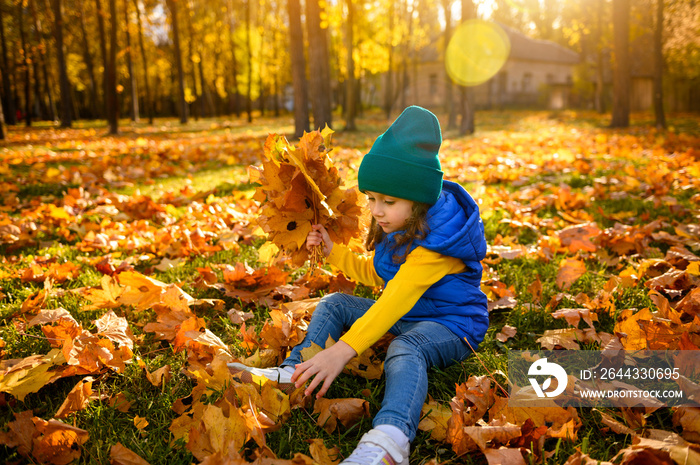 Beautiful little girl wearing green woolen knitted hat, yellow sweater, blue jacket and denim jeans, sitting among yellow autumn leaves and collecting a bouquet of dry fallen maple leaves at sunset.