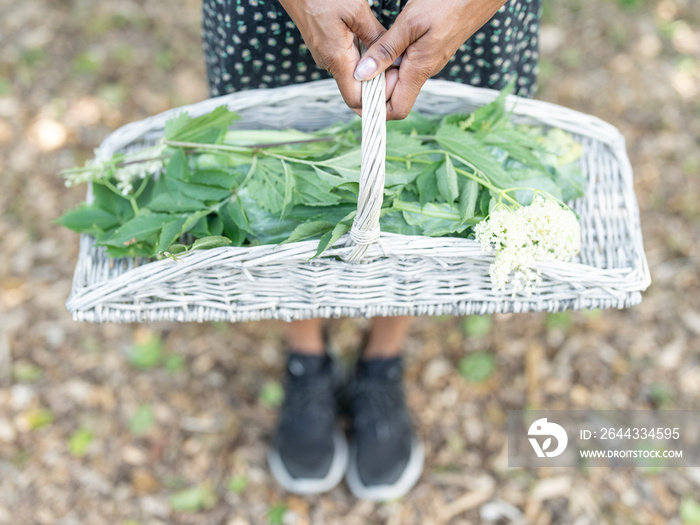 Woman carrying basket with plants