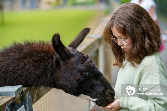 School european girl feeding fluffy furry alpacas lama. Happy excited child feeds guanaco in a wildlife park. Family leisure and activity for vacations or weekend