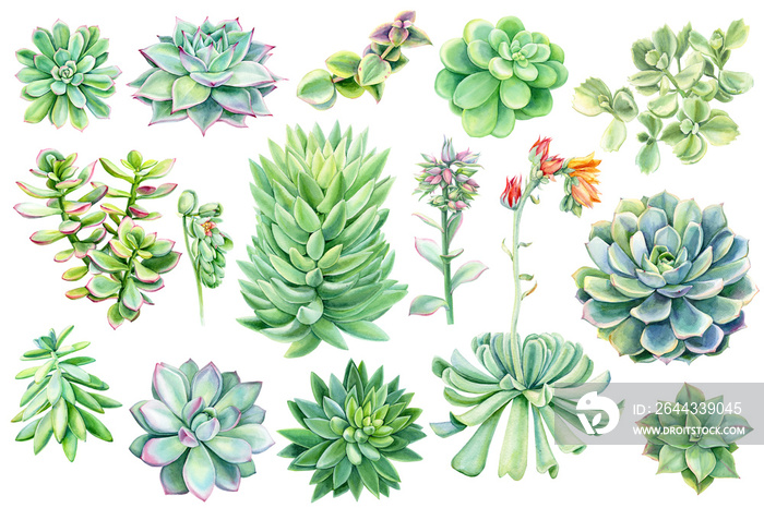 set of succulents, green bouquet, echeveria watercolor illustration, botanical painting