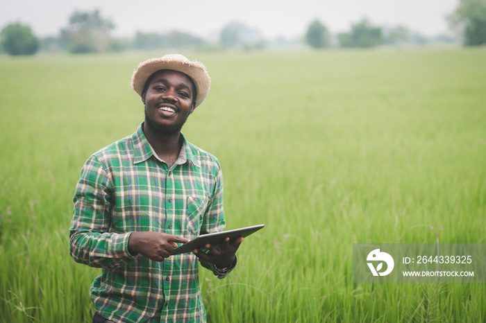 African farmer using a tablet for  research rice in organic farm field.Agriculture or cultivation concept