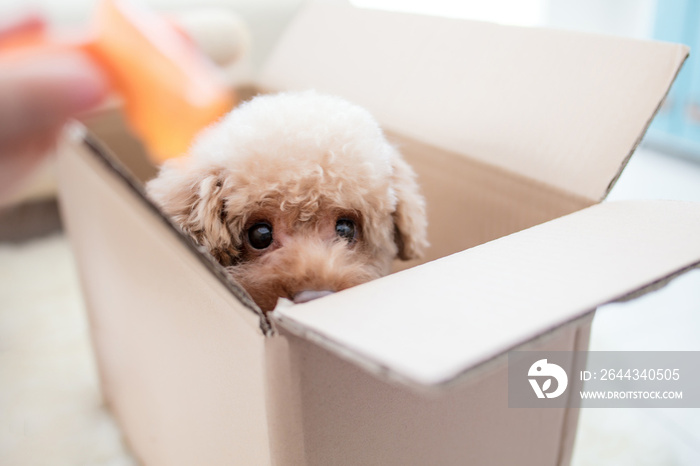 Dog in a box isolated on a white background