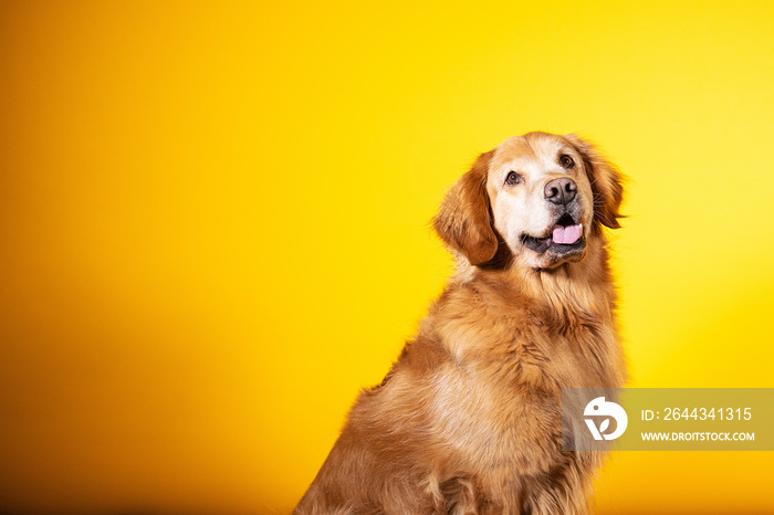 Portrait of golden retriever dog with yellow background