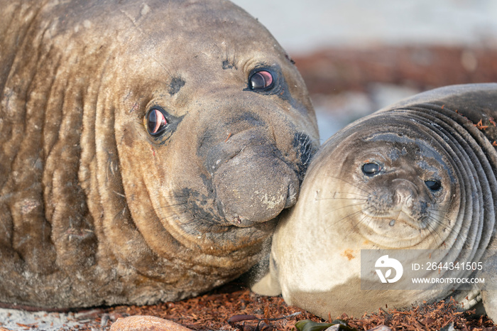 The southern elephant seal (Mirounga leonina)