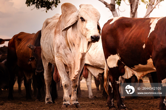 The bulls in the yards on a remote cattle station in Northern Territory in Australia at sunrise.