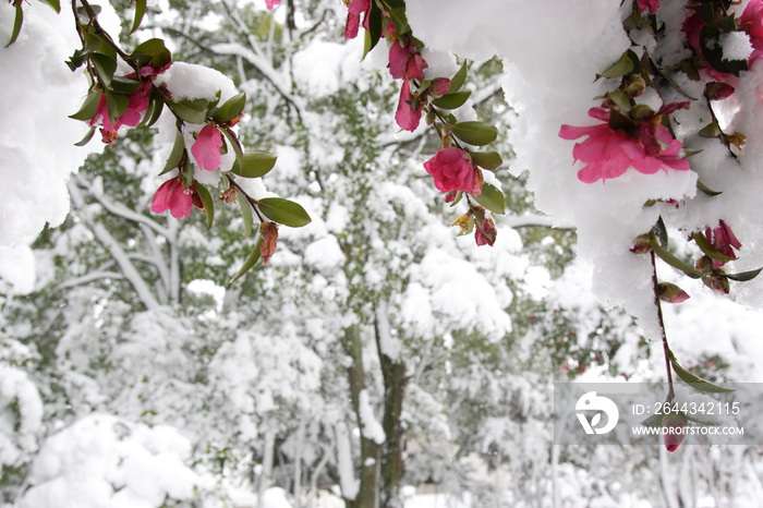 満開の椿の花と雪