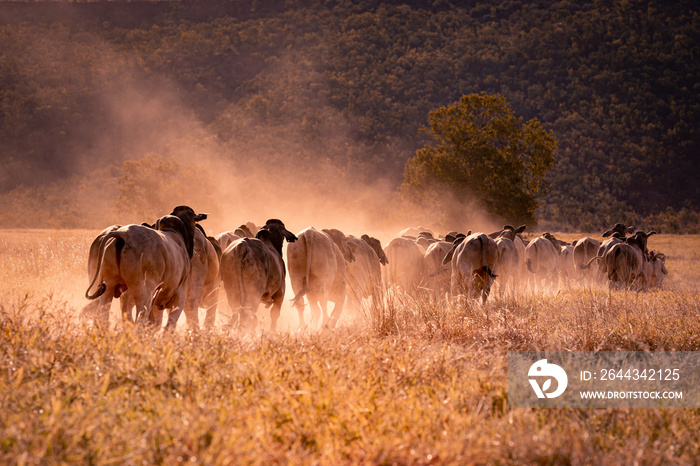 The bulls in the yards on a remote cattle station in Northern Territory in Australia at sunrise.