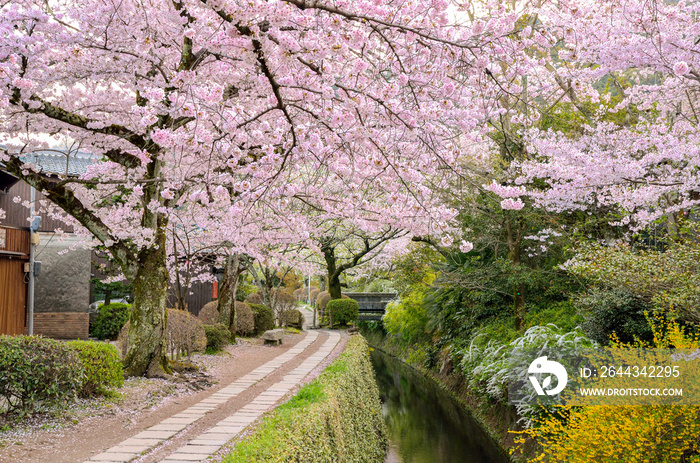 京都の哲学の道