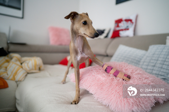 Small puppy with a broken leg resting. Dog with broken leg in a cast