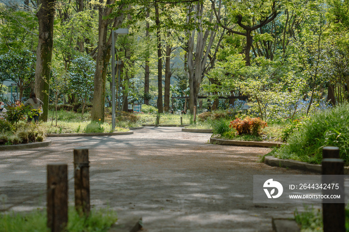 公園の散歩道